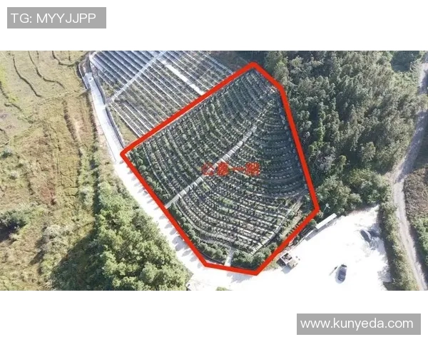 重庆羽毛球队的奋斗与荣耀:从默默无闻到联赛强队的蜕变之路 重庆羽毛球队的奋斗与荣耀:从默默无闻到联赛强队的蜕变之路